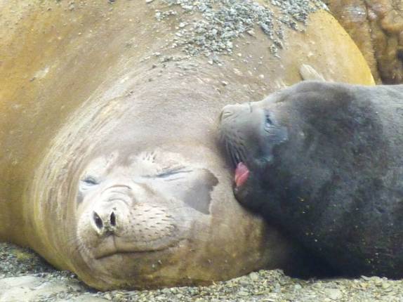 Carinho de filho para mãe, elefantes-marinhos em praia de Salisbury Plain, na Geórgia do Sul